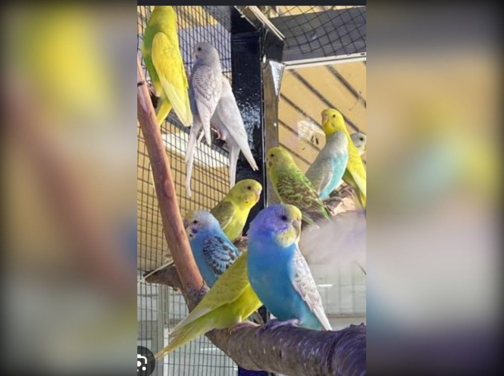 Hermosas cotorras australianas para buena compañia