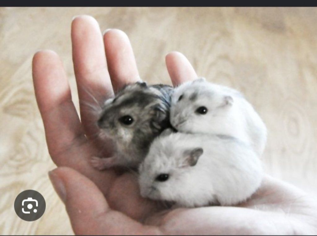 Mini hamster