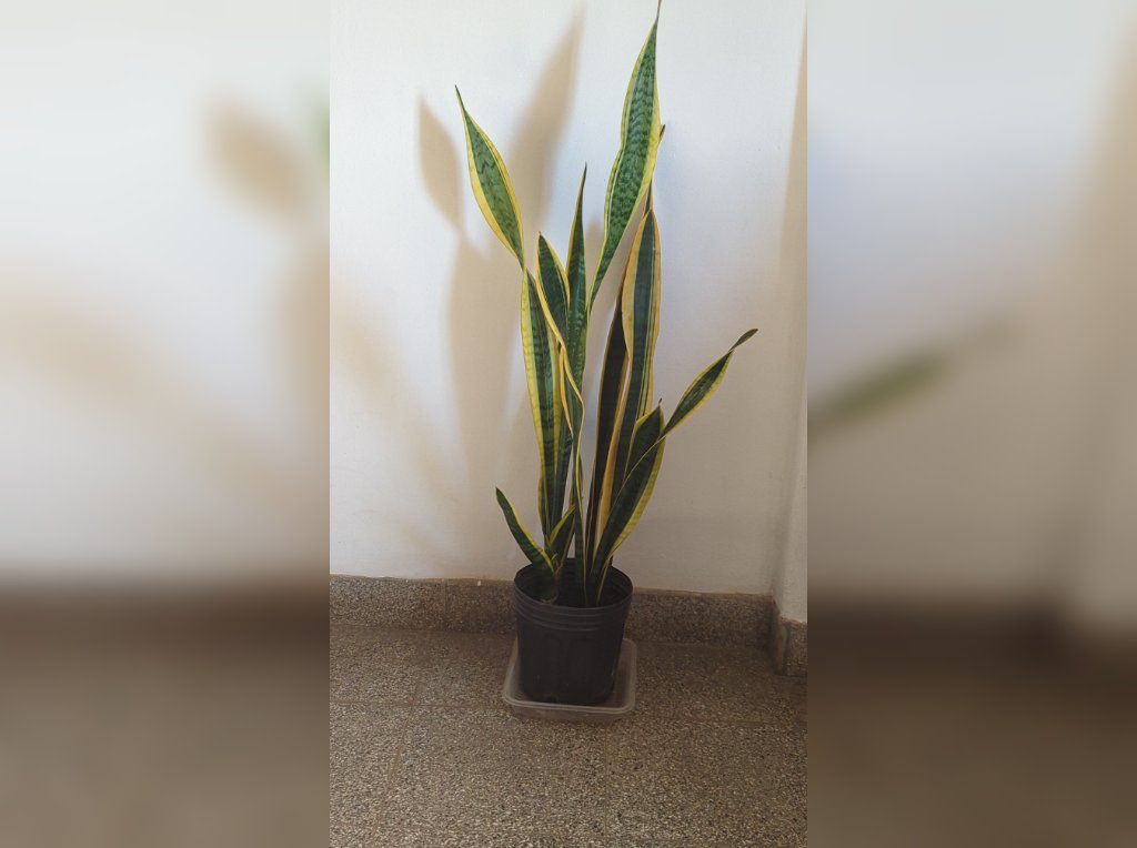 Planta verde en buen estado, ideal para el hogar