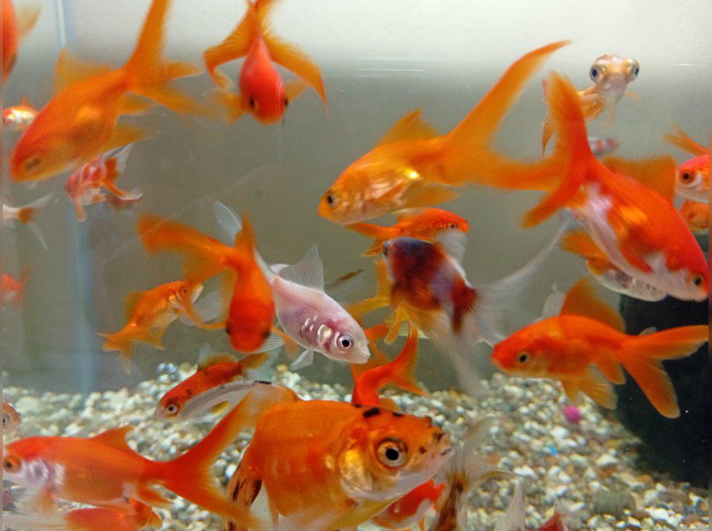 peces de agua fría golfish