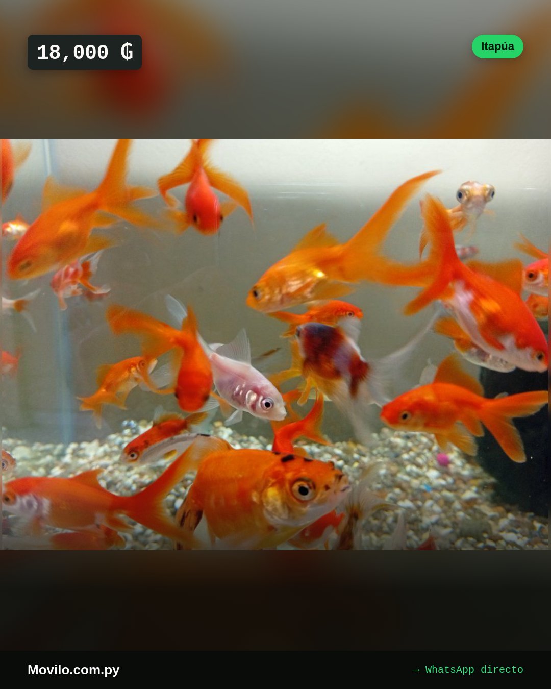 peces de agua fría golfish