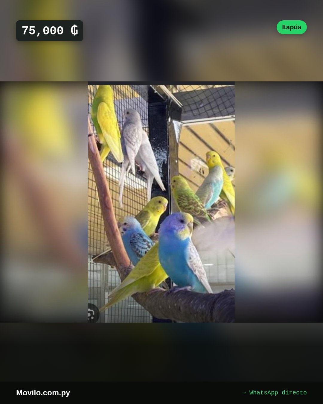 Hermosas cotorras australianas para buena compañia