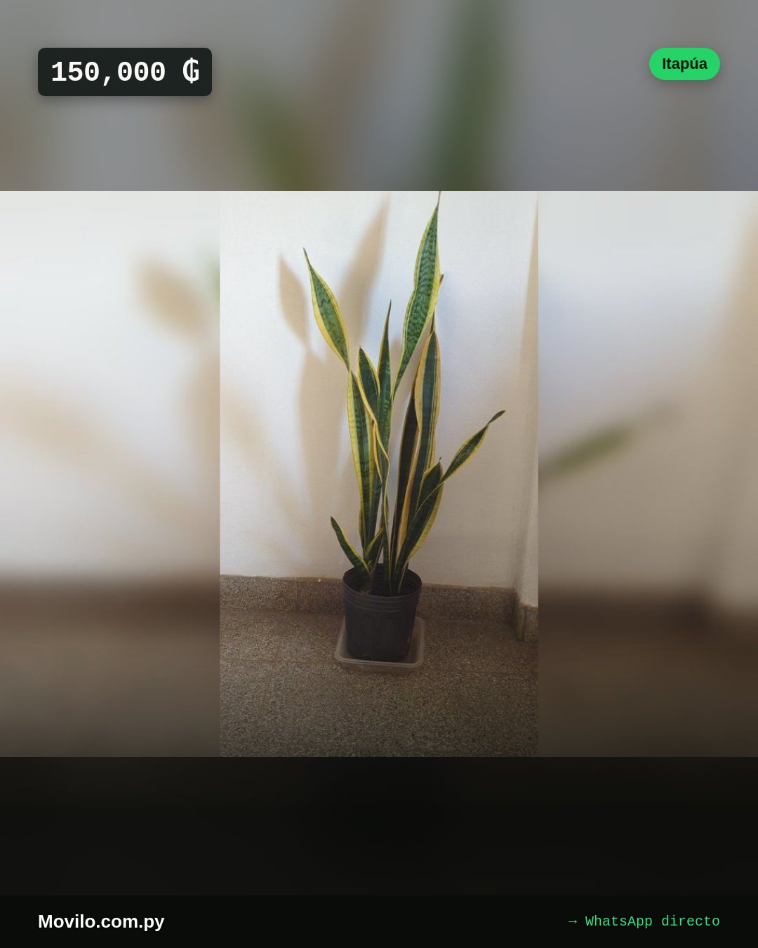 Planta verde en buen estado, ideal para el hogar